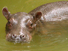Hippopotamus: The HiPPO is the key to content strategy success