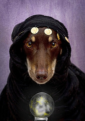 Zelda the fortune-telling dog with a crystal ball, just like a content strategy consultant