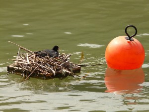 floating bird's nest