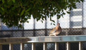dove on a city railing