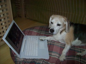 dog with paw on laptop keyboard