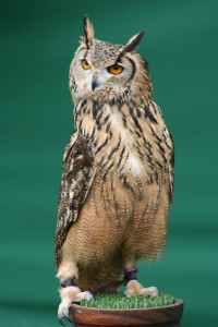 owl giving side eye