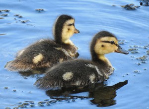 Ducklings (Flickr: Eric Sonstroem)