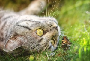 cat closely inspecting a butterfly