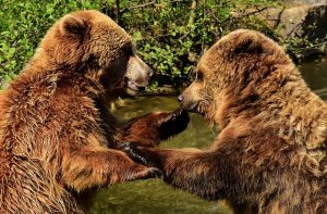 European brown bears playfully interacting