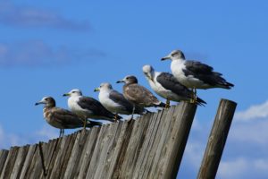 seagulls in alignment