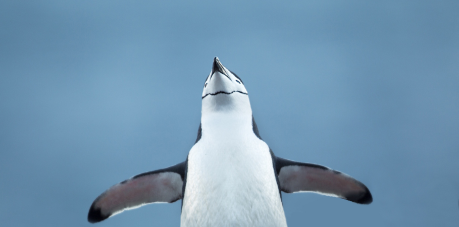 A penguin with outstretched wings is set against a soft blue background.