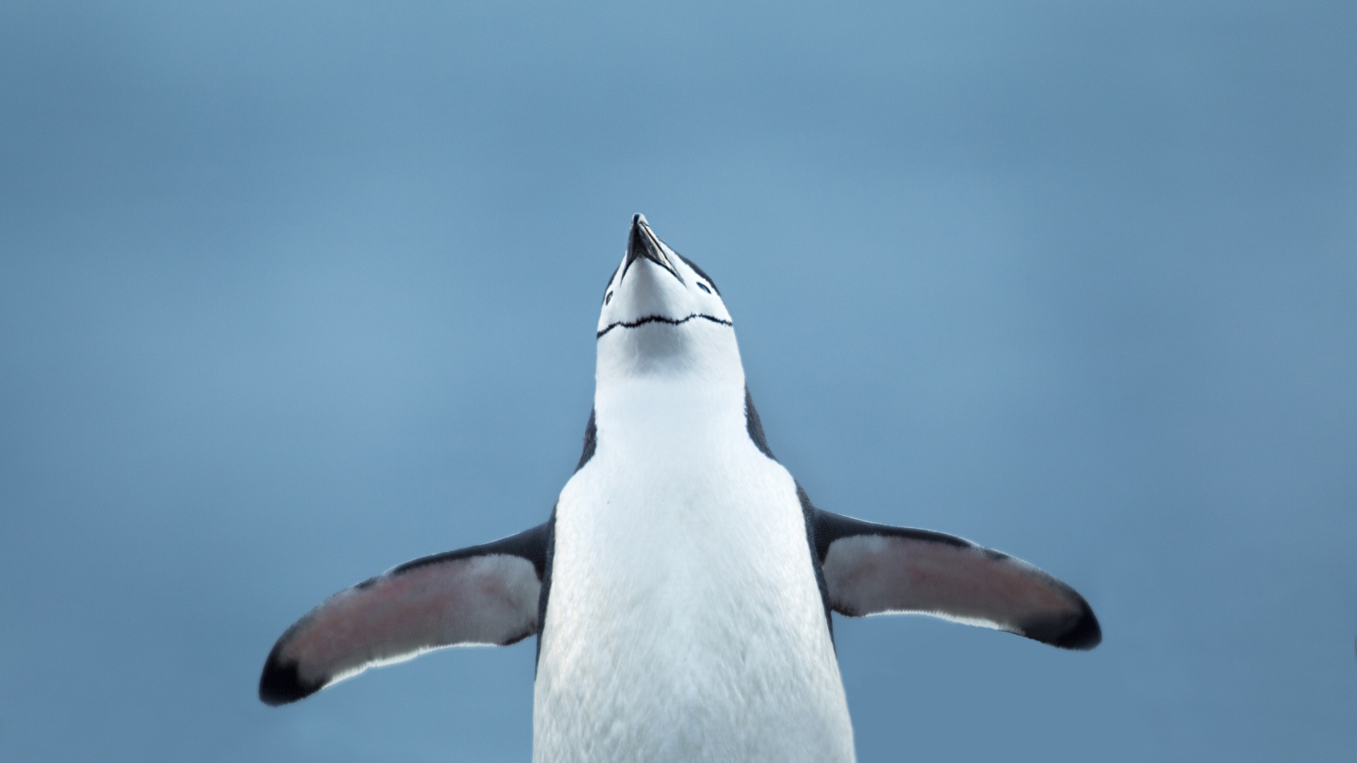 A penguin with outstretched wings is set against a soft blue background.