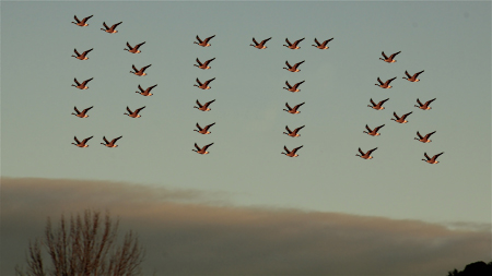 migrating geese spell out DITA