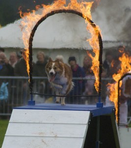 Creating an EPUB can be like jumping through flaming hoops.